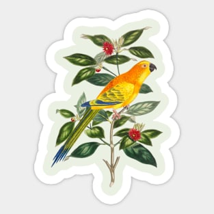 Parrot Colorful Nature Illustration Sticker